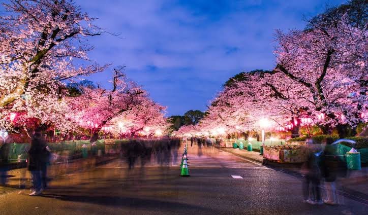 De brede laan door het park van Ueno bij avond, met bomen in bloei en lantaarns