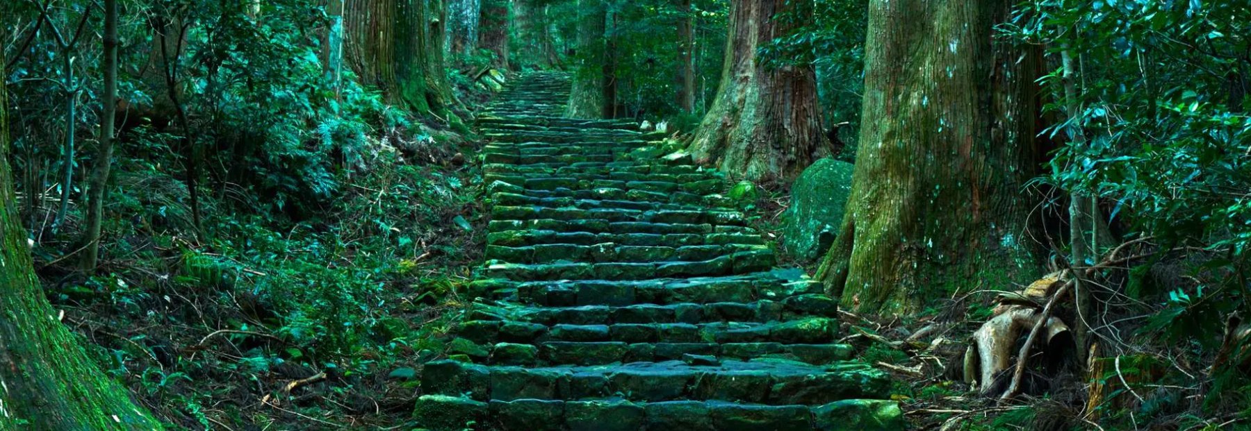 De mossige stenen trap van Daimonzaka, tussen eeuwenoude ceders op de Kumano Kodo
