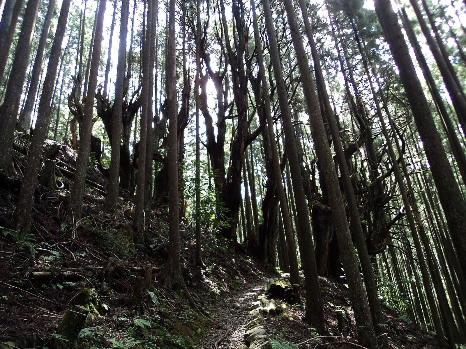 Het bospad van de Kumano Kodo tussen hoge ceders